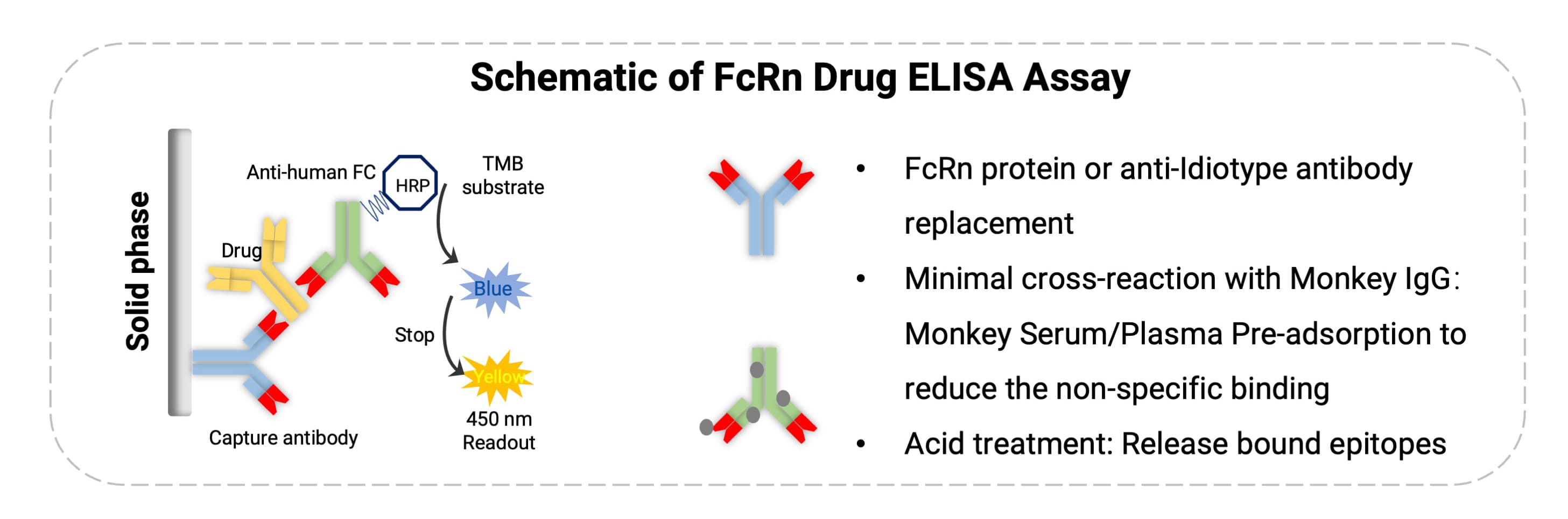 FcRn抗体药物的分析策略 FcRn抗体药物的分析策略