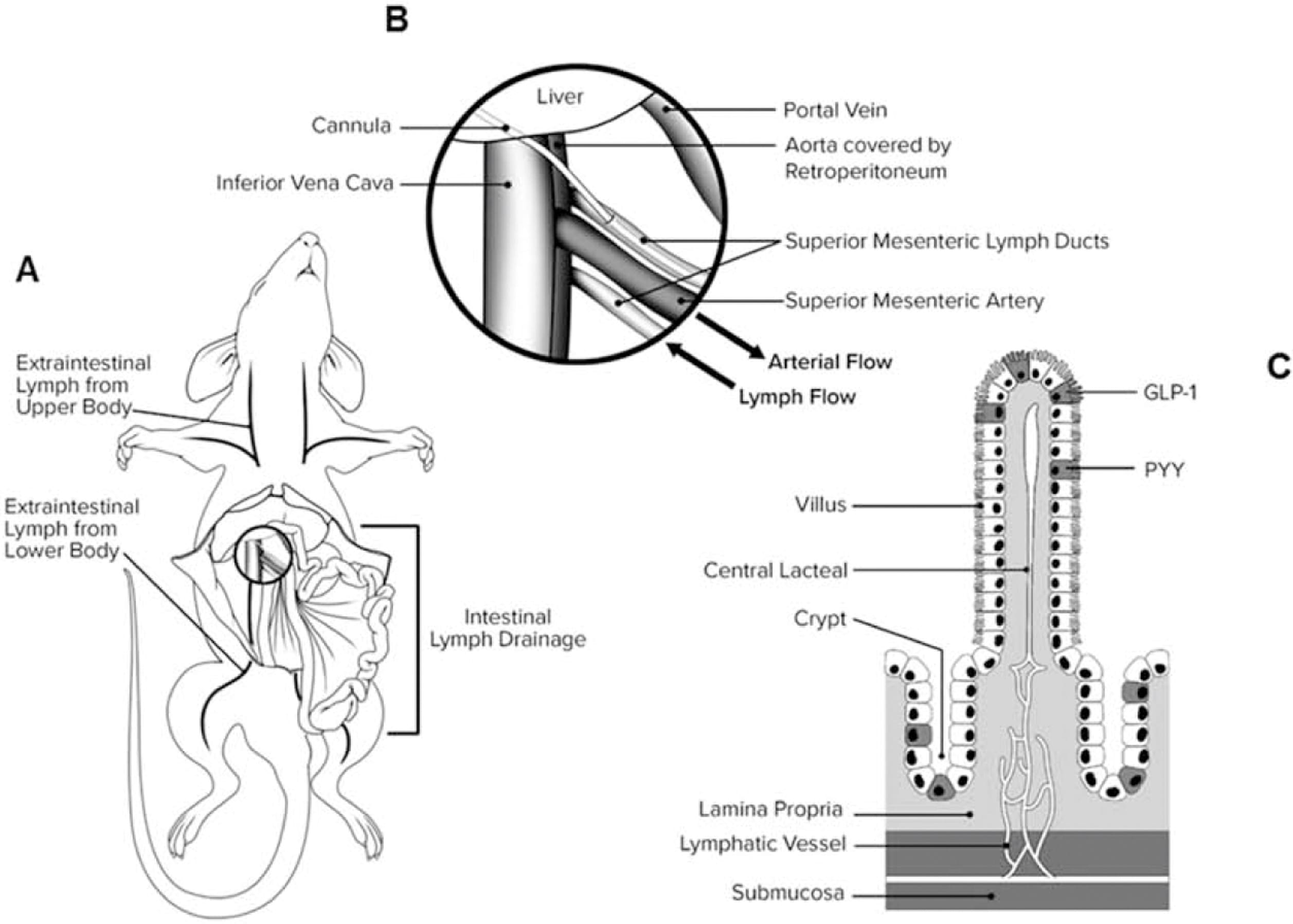 Diagram of rat mesenteric lymph duct cannulation model
