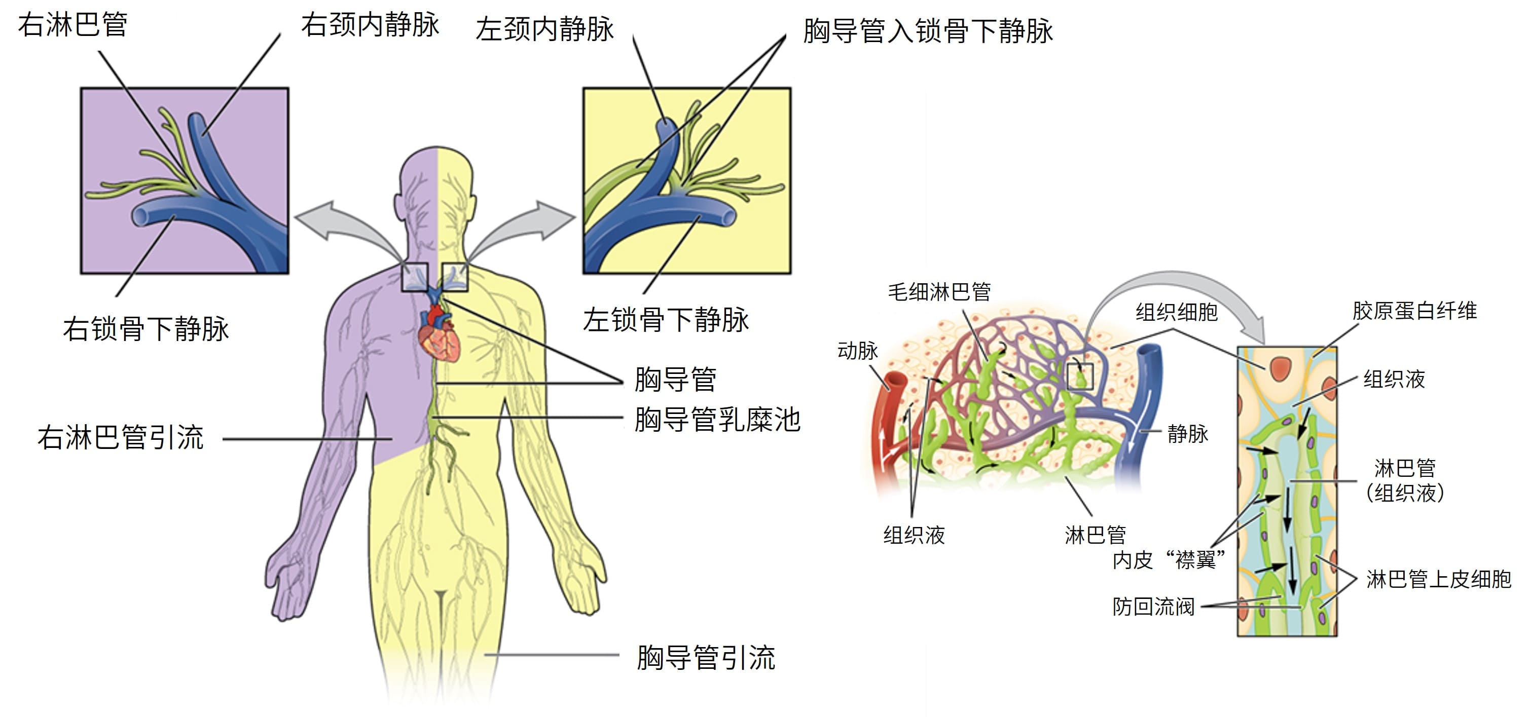 淋巴系统的主干与导管及组织间隙毛细淋巴管局部放大图 淋巴系统的主干与导管及组织间隙毛细淋巴管局部放大图