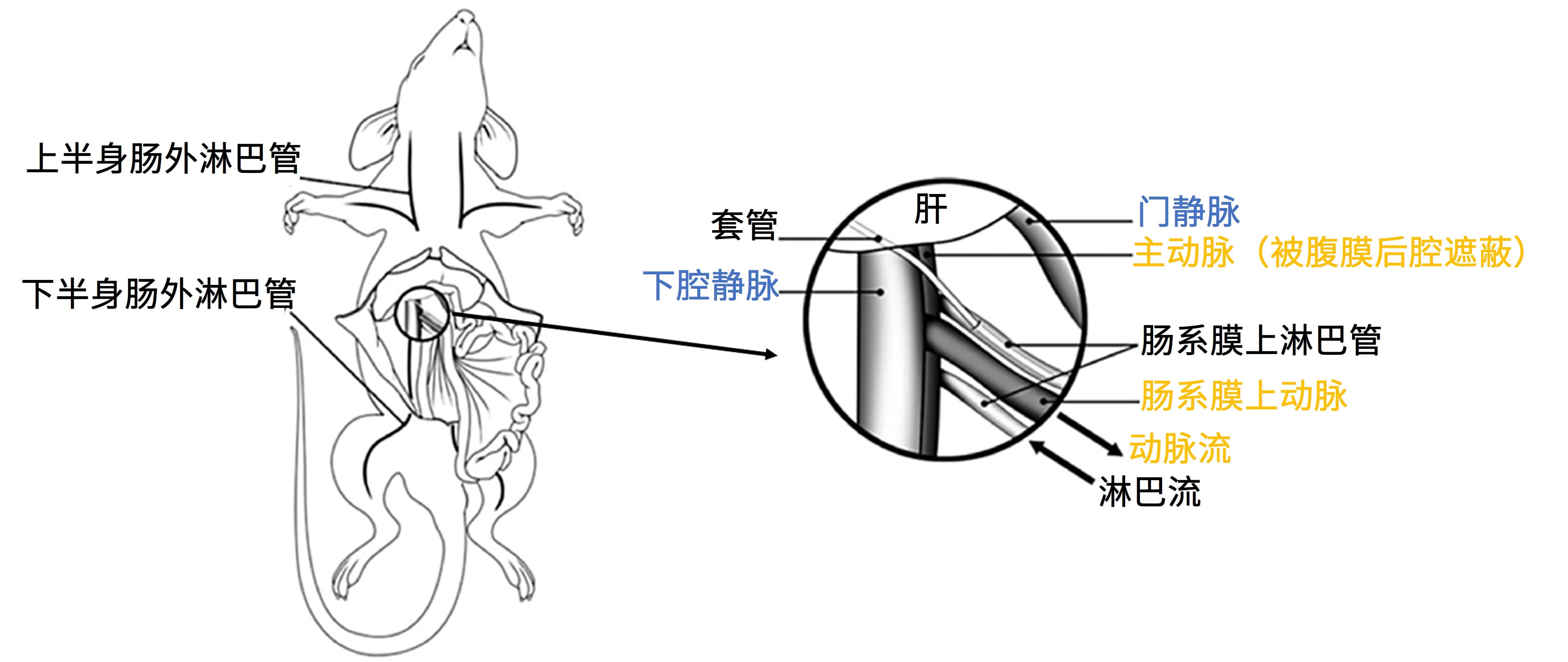 大鼠肠系膜淋巴管插管模型图 大鼠肠系膜淋巴管插管模型图