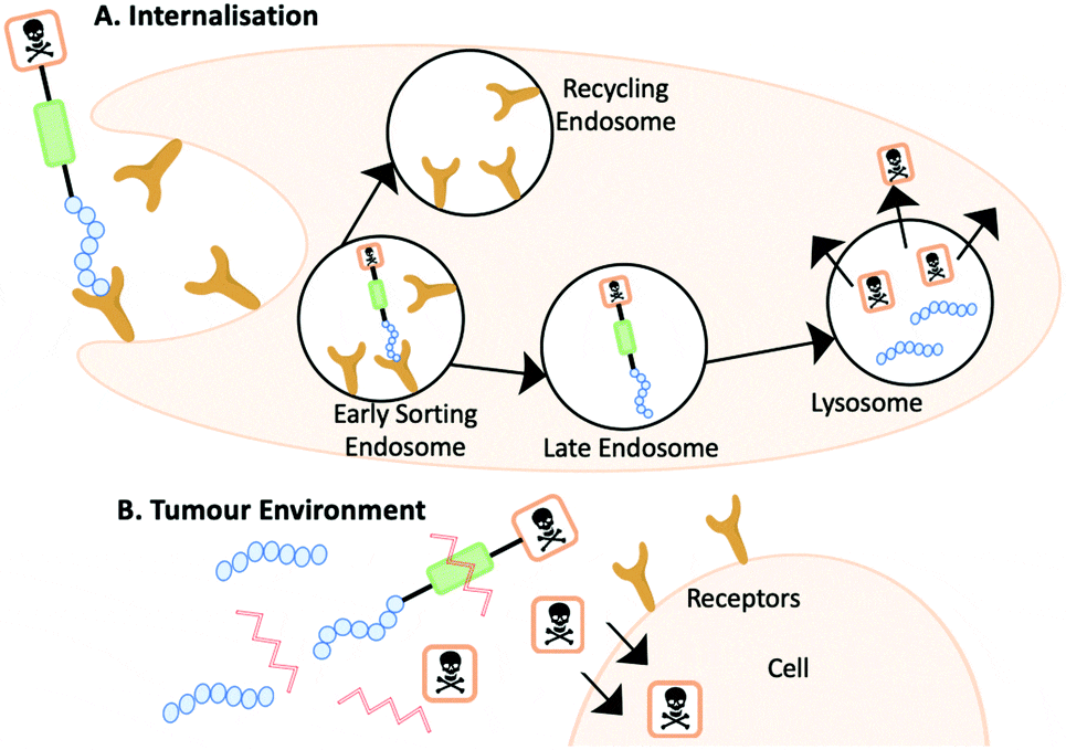Schematic mechanism of action of PRRTs and PRCs