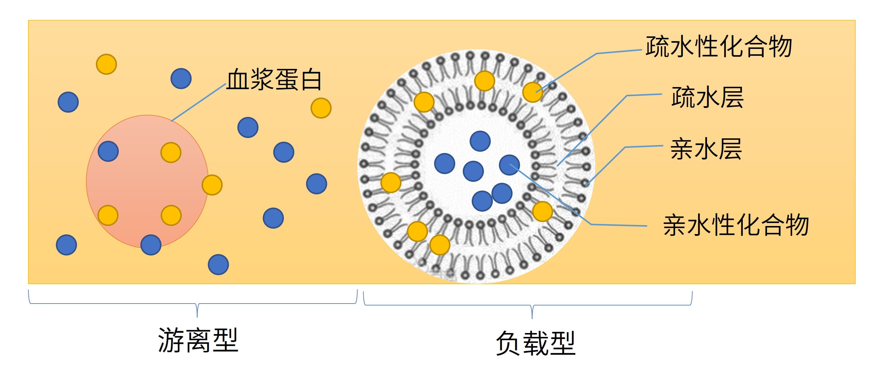 脂质体药物在体内的存在形态