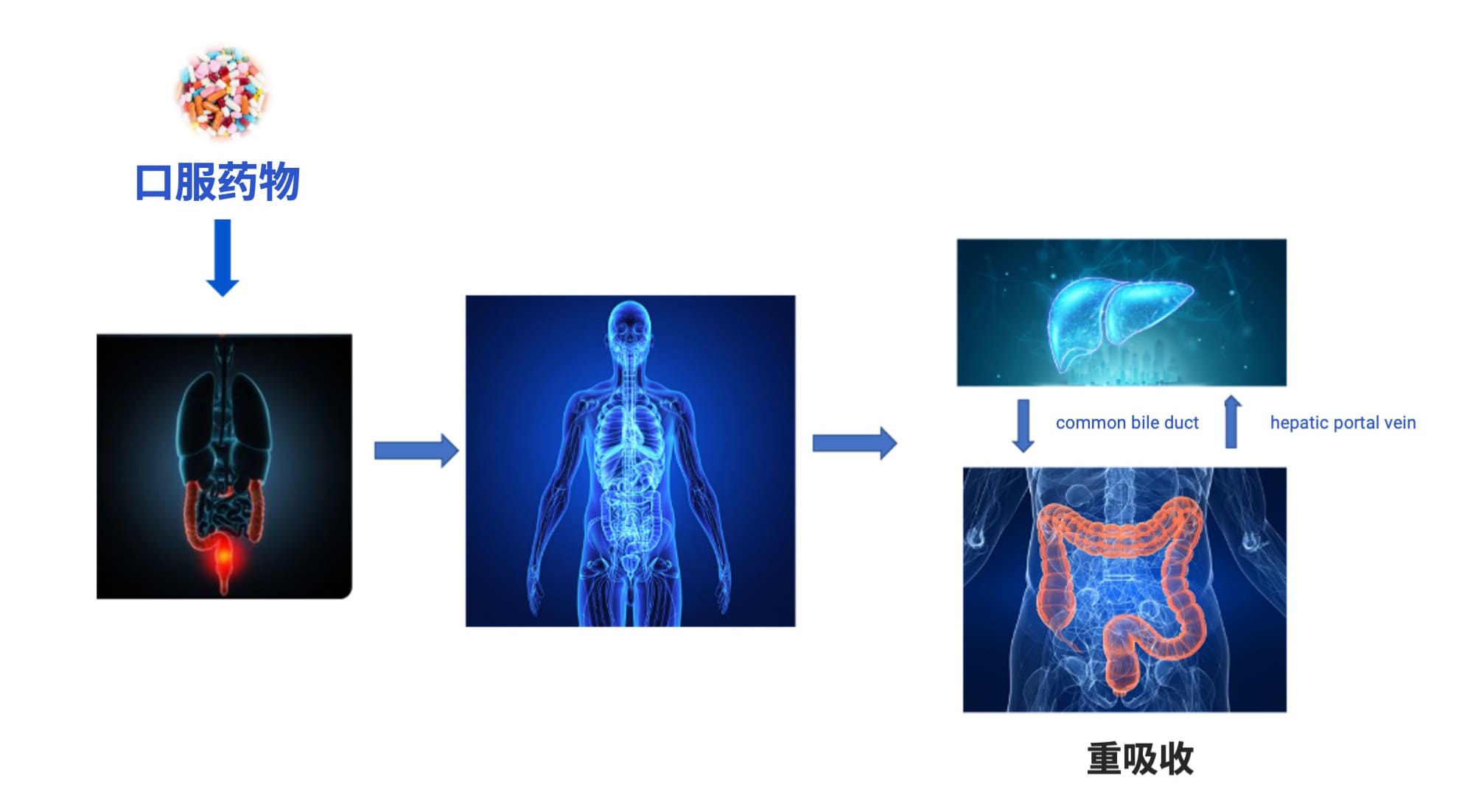 口服药物体内胃肠道吸收过程