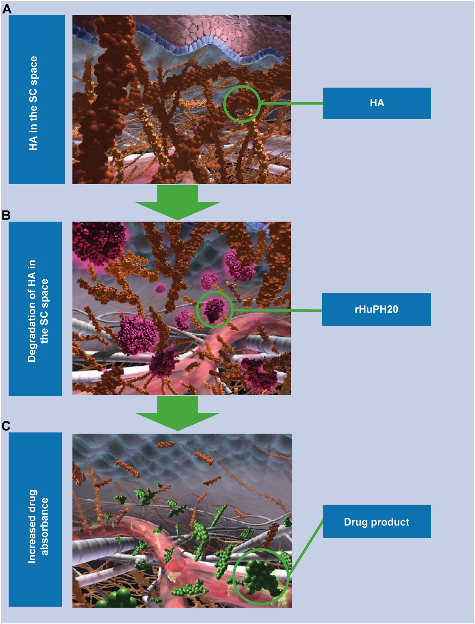 Mechanism of action of rHuPH20