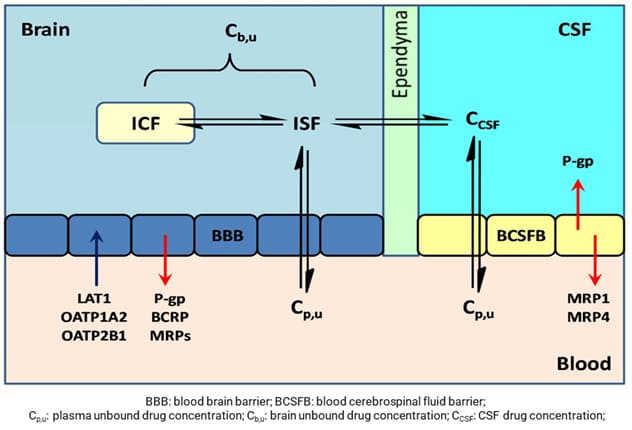 Drug equilibration among blood, brain, and cerebrospinal fluid