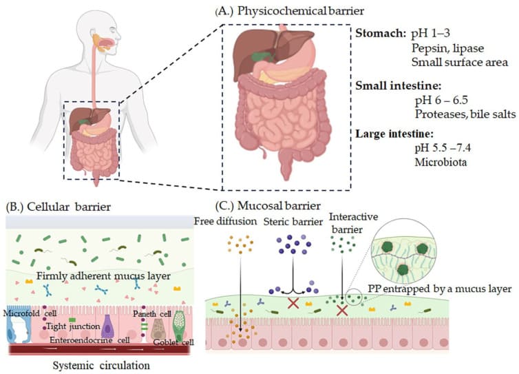 Obstacles in developing an oral formulation for large molecule drugs