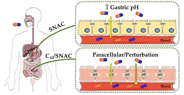 Mechanism of action for PEs in an oral formulation