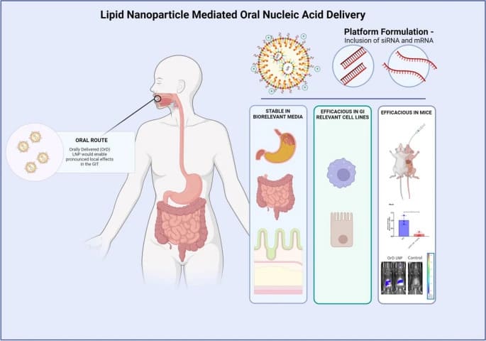 Stabilized lipid nanoparticle oral formulation for nucleic acid therapeutics