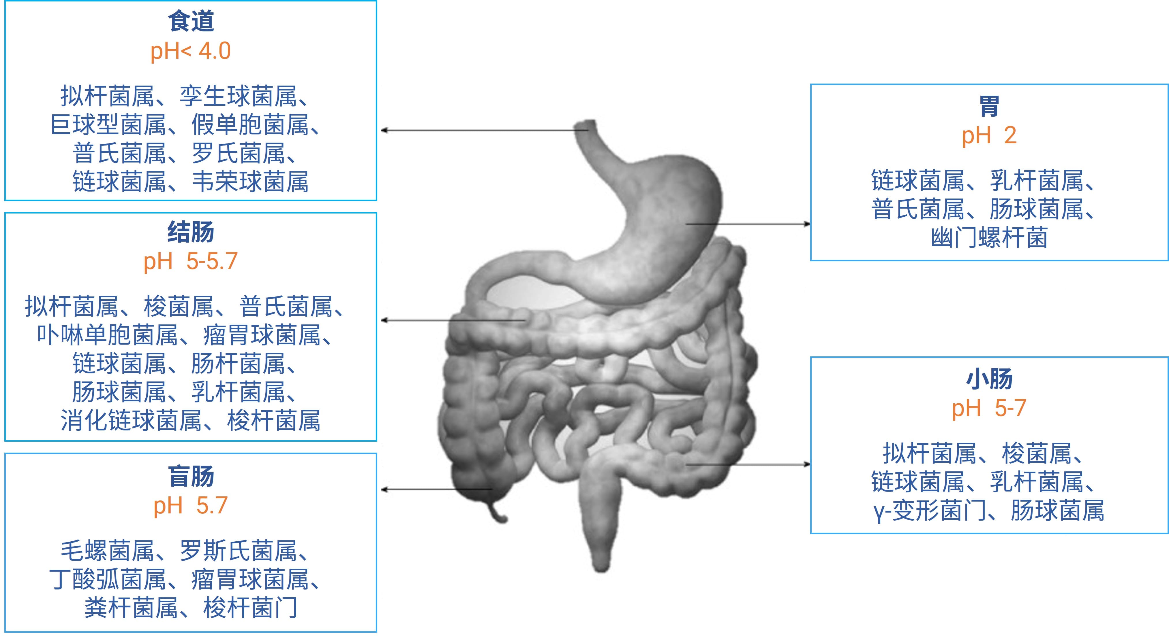 正常人体肠道菌群的分布