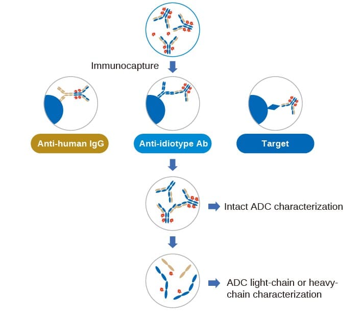 ADC DAR characterization process