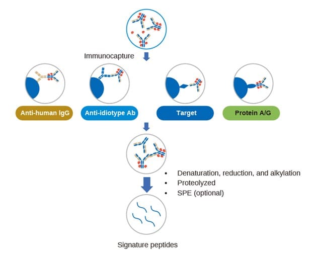 LC-MS/MS quantification process of total antibody in ADC bioanalysis