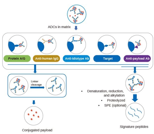 Quantitative strategy for ADC bioanalysis