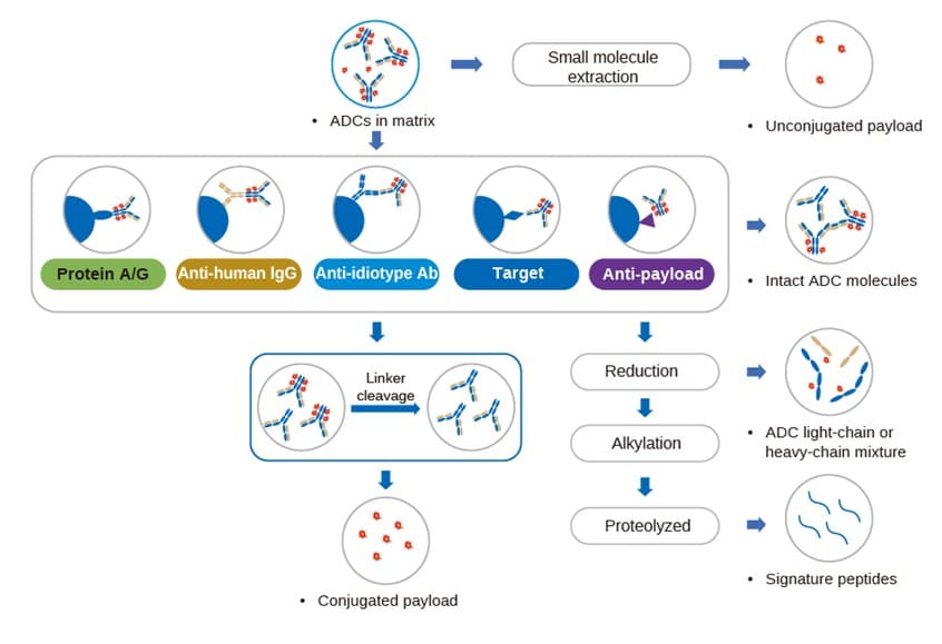 Summary diagram of LC-MS assay strategy for ADC-related components