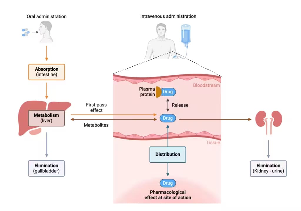 ADME process of drugs in vivo
