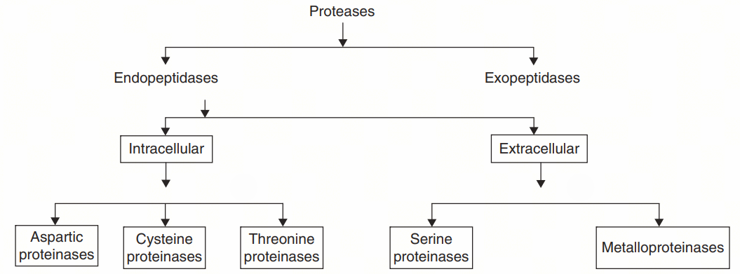 Main types of protease Main types of protease