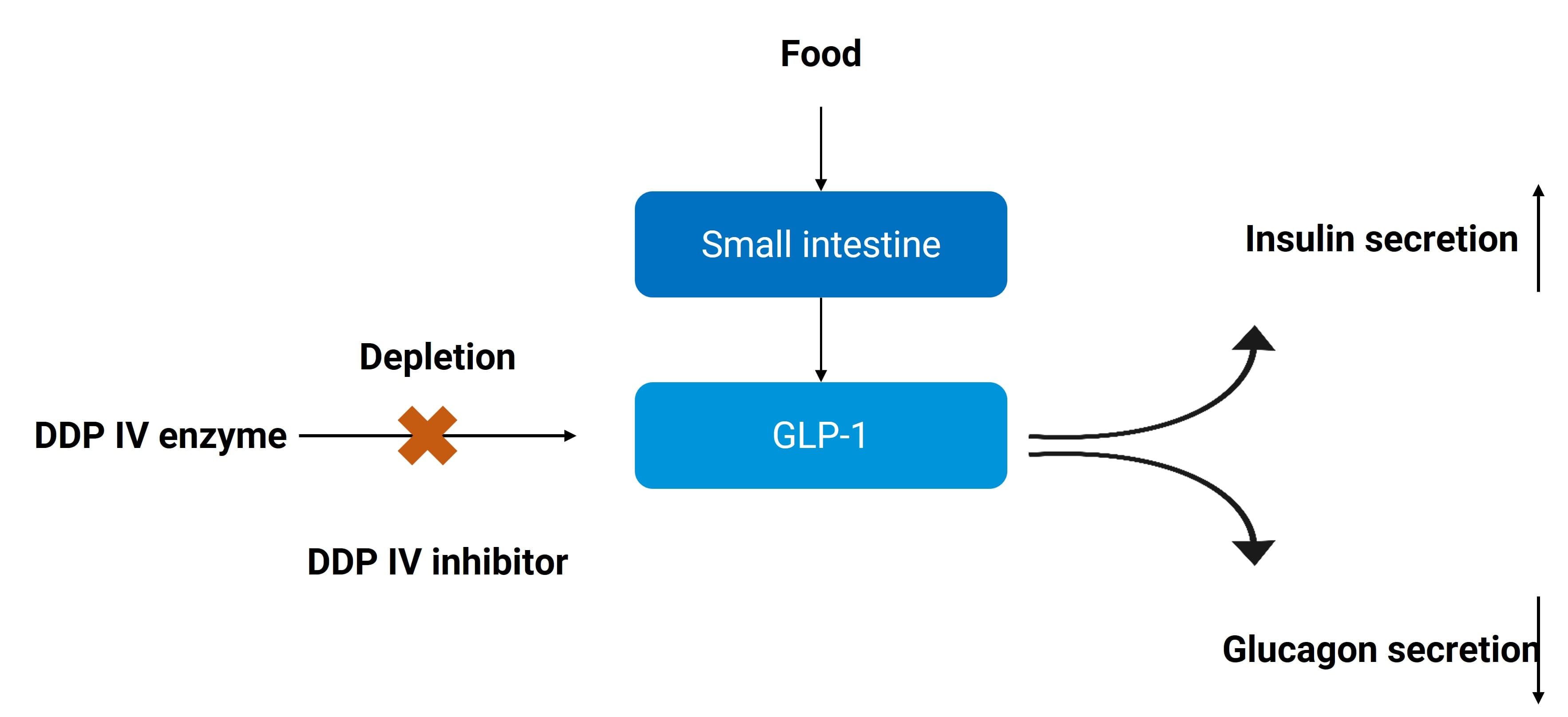 Mechanism of Action of DPP IV Inhibitors Mechanism of Action of DPP IV Inhibitors