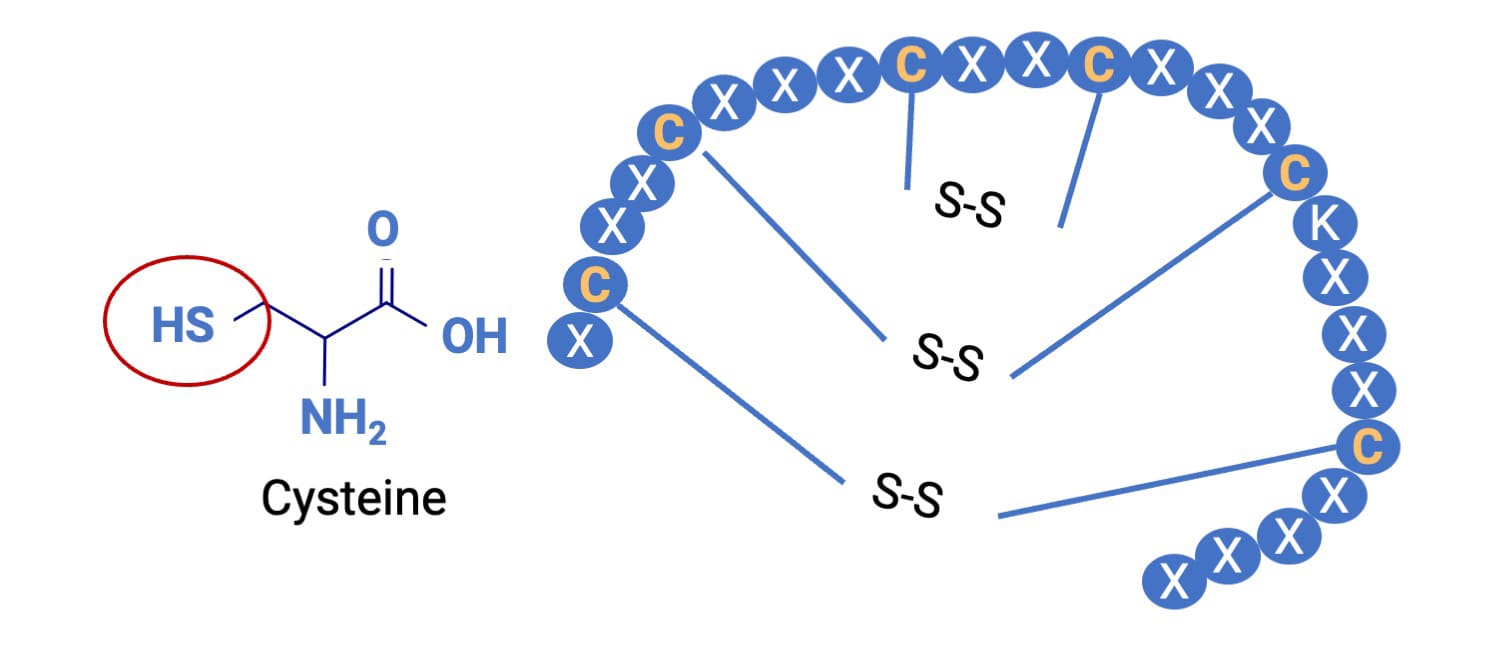 Chemical structures of cysteine and a disulfide bond