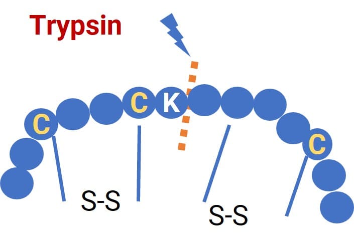 Example of peptide hydrolysis via enzymatic digestion