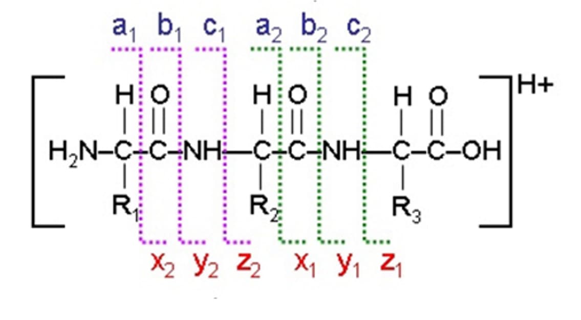 Classification of fragment ions in mass spectrometric fragmentation