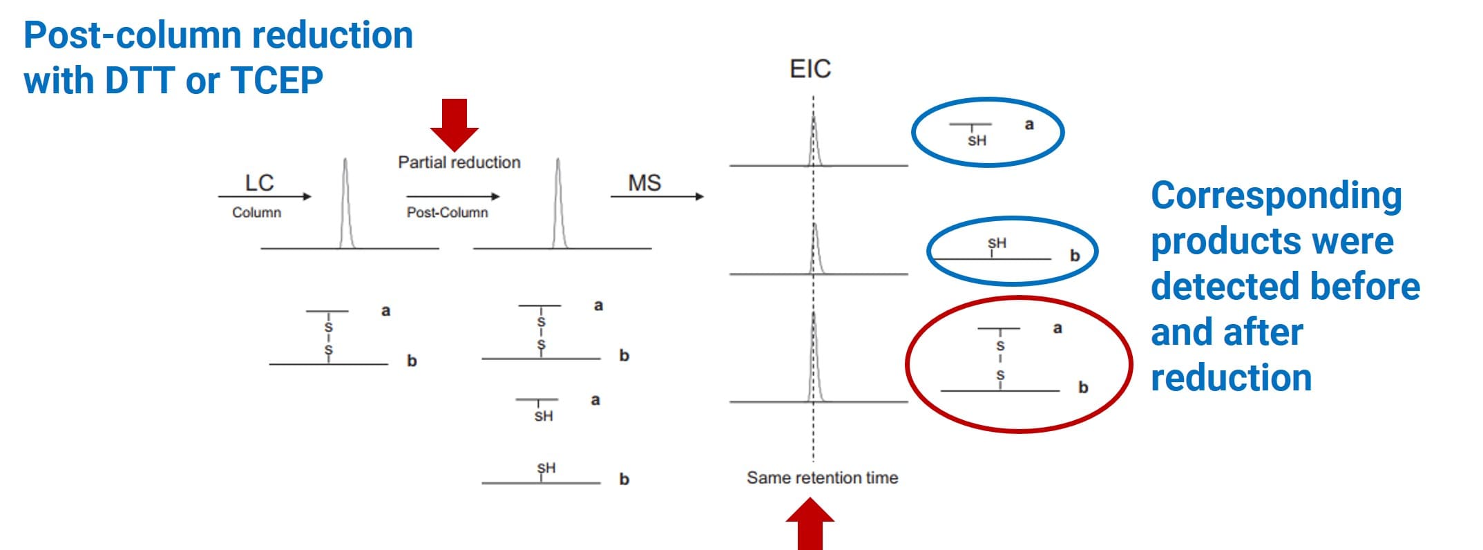 Example of disulfide bond characterization via post-column reduction