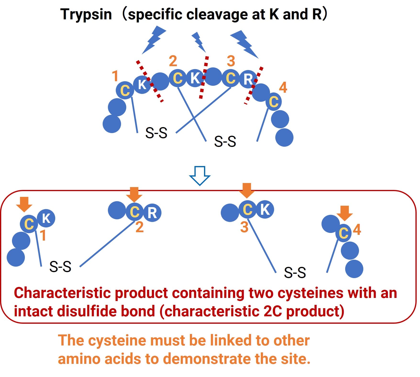 Diagnostic products retaining disulfide bonds after enzymatic digestion