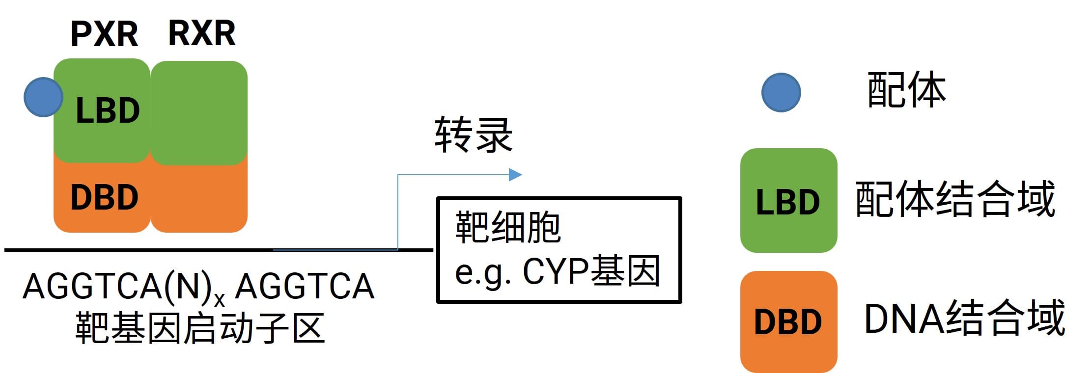 PXR响应元件。PXR与RXR形成异二聚体后与靶基因启动子区,AGGTCA核苷酸重复序列结合,进而调控靶基因的表达。 PXR响应元件。PXR与RXR形成异二聚体后与靶基因启动子区,AGGTCA核苷酸重复序列结合,进而调控靶基因的表达。