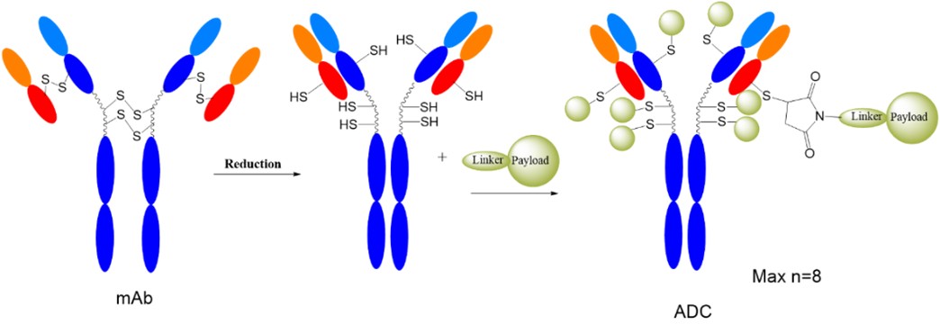 Structural representation of cysteine-conjugated ADC