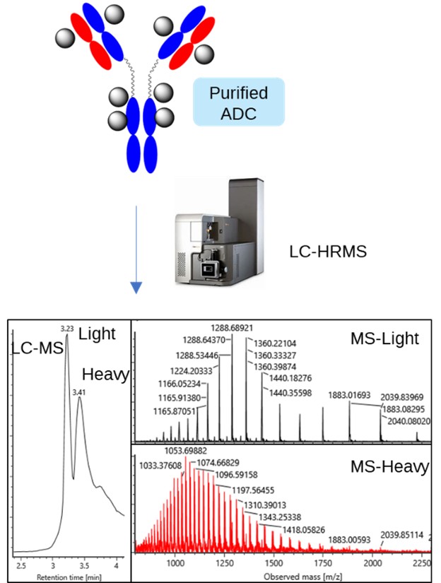 LC-MS Profiles and Mass Spectra of ADC by Liquid Chromatography-High Resolution Mass Spectrometry (LC-HRMS)