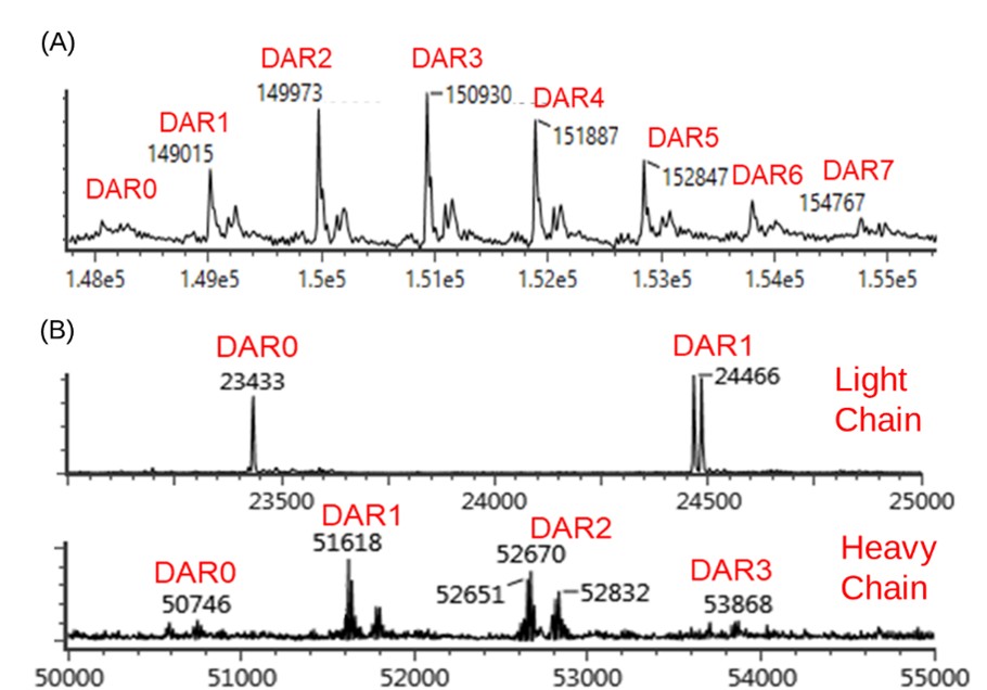 Deconvoluted Mass Spectrum and DAR Value Distribution of ADC (A: Intact Protein Mass of the Lysine-Conjugated ADC; B: Mass of the Light Chain/Heavy Chain Substructure of the Cysteine-Conjugated ADC)