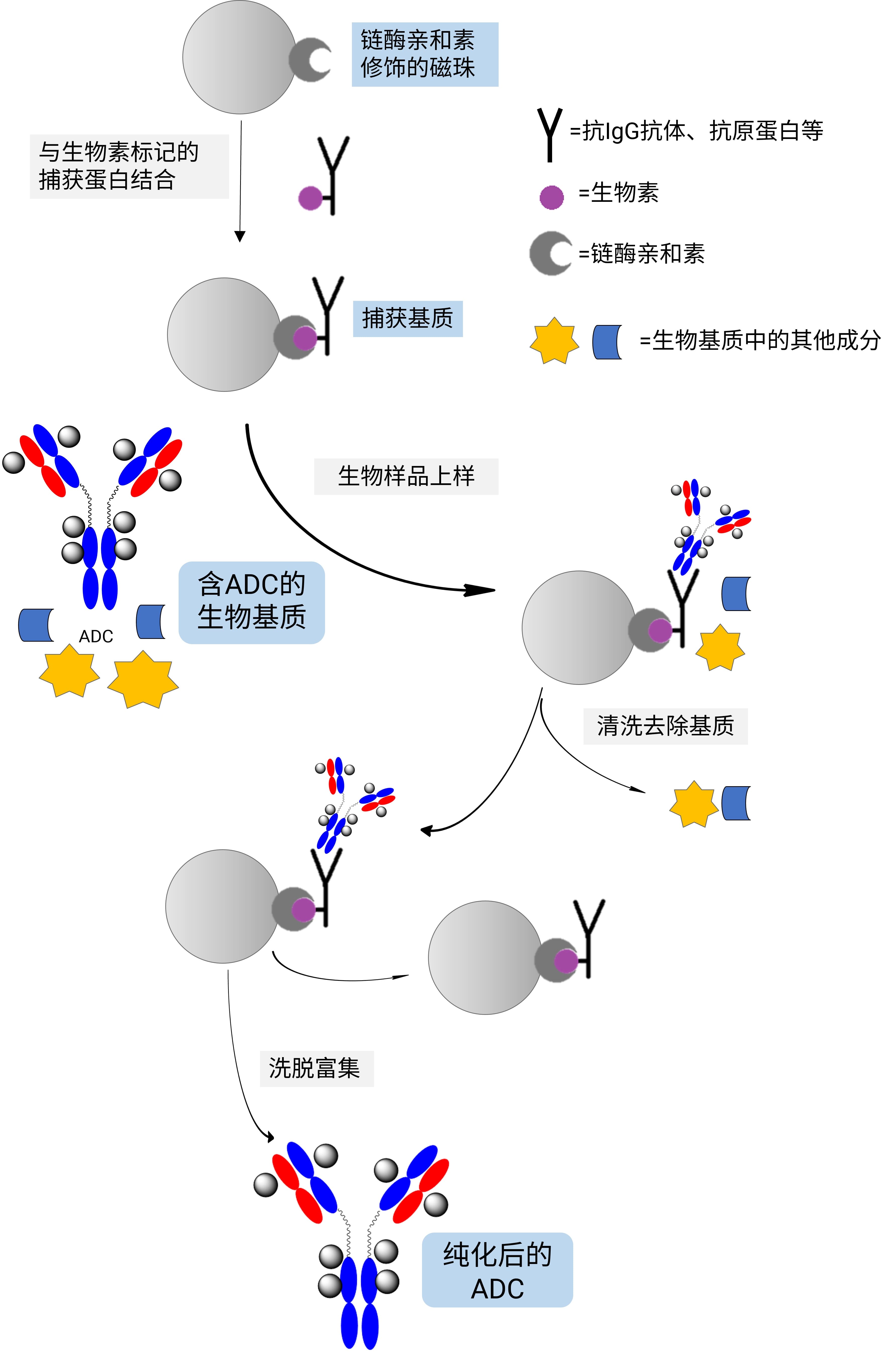 磁珠法免疫捕获生物样品中ADC的方法流程 磁珠法免疫捕获生物样品中ADC的方法流程