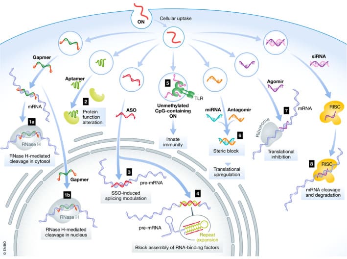 Mechanisms and sites of action of oligonucleotides