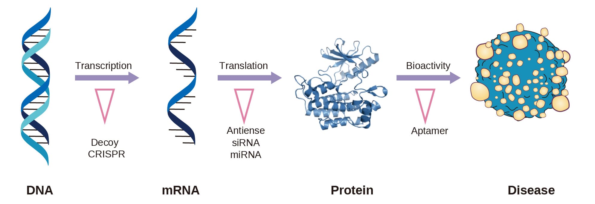 Schematic of oligonucleotide therapeutics acting on different stages of pathological gene expression to ameliorate disease pathogenesis and progression. Adapted from reference