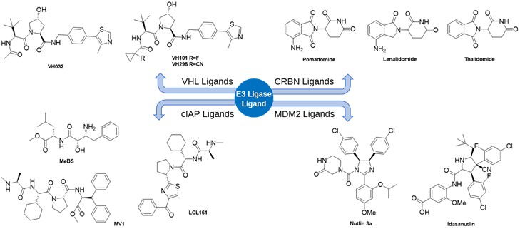 Representative E3 Ligands
