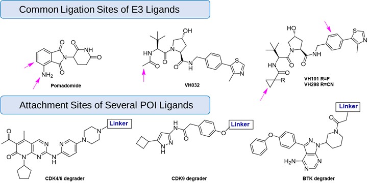 Common Attachment Sites of Linkers with E3 and POI Ligands