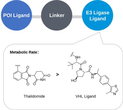 Effect of E3 Ligands on the Metabolic Stability of PROTACs