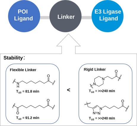 Effect of Linker Rigidity on Metabolic Stability