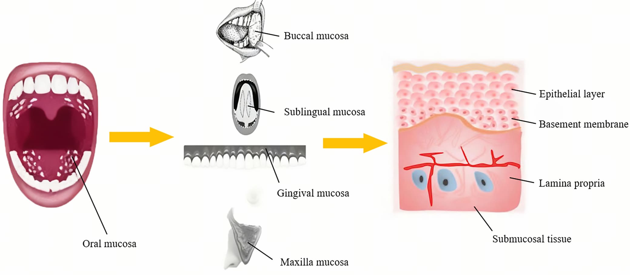 Histological structure of the oral mucosa and sites of absorption