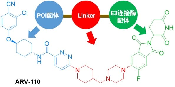 PROTAC结构示意图及代表性的PROTAC的结构ARV-110