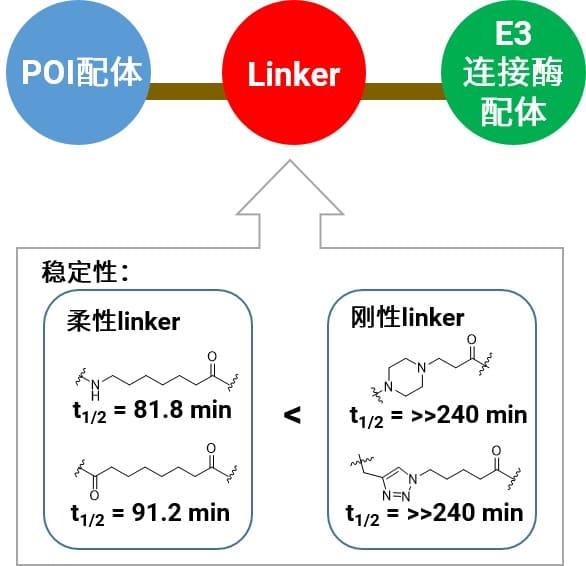 Linker刚柔性对代谢稳定性的影响