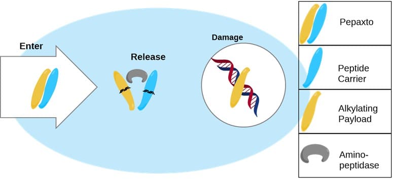 Mechanism of Action (MOA) of Pepaxto® Mechanism of Action (MOA) of Pepaxto®