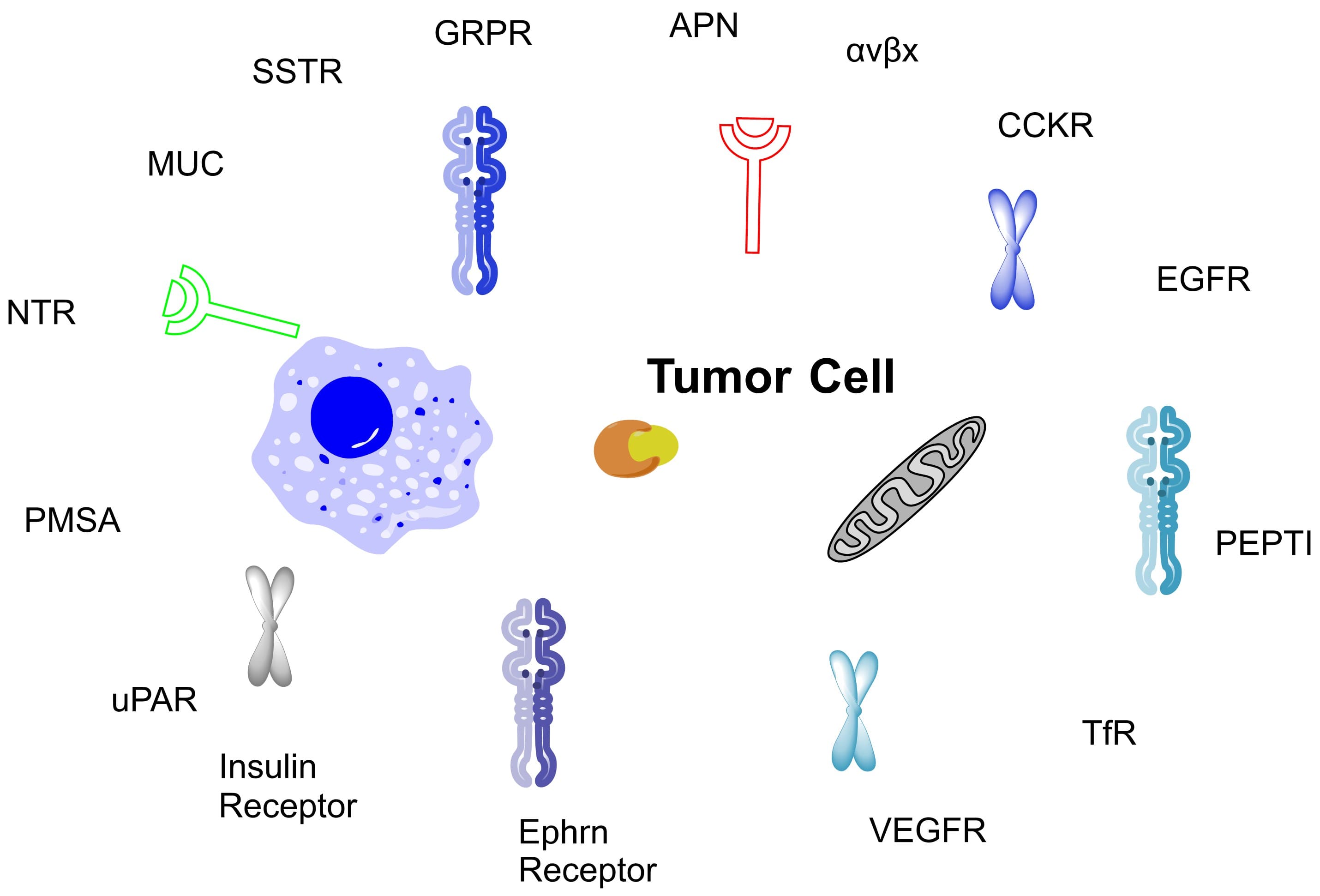 Common receptors on tumor cells Common receptors on tumor cells