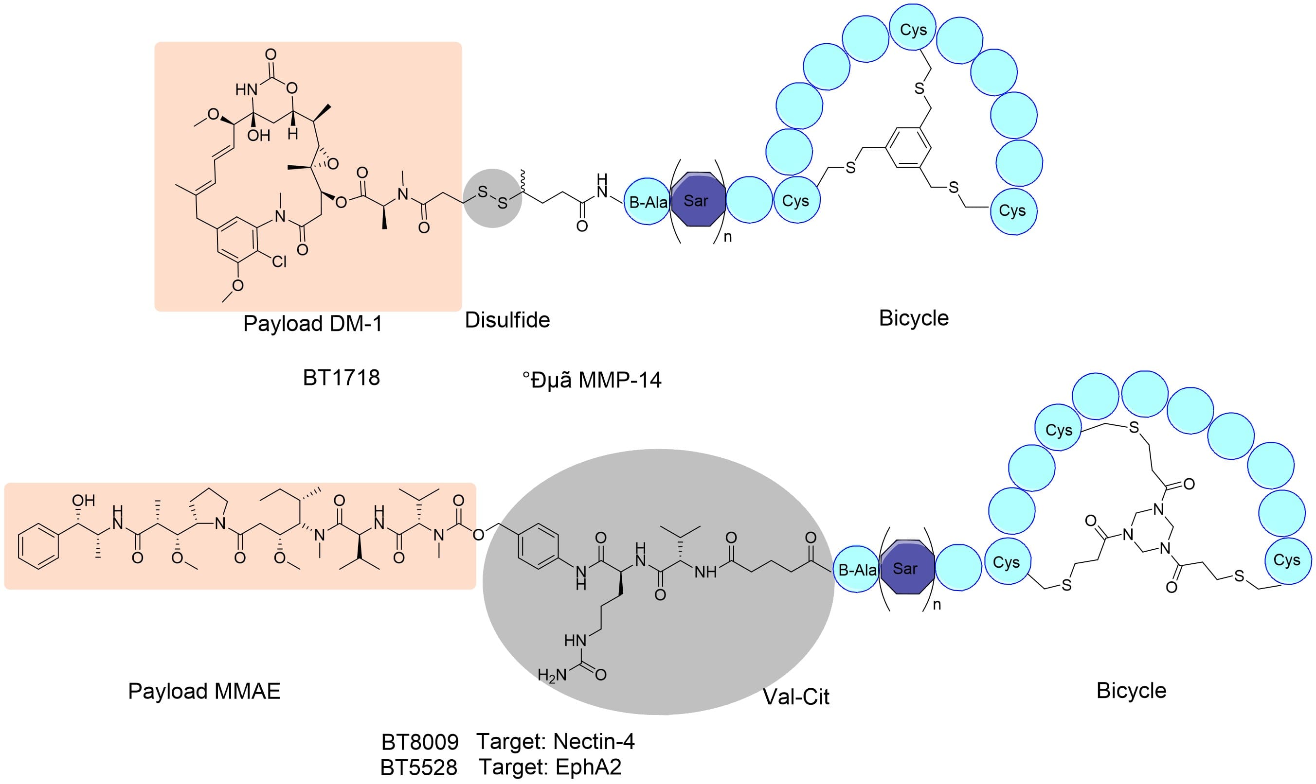 Structure of BT1718, BT8009, and BT5528. Adapted from reference Structure of BT1718, BT8009, and BT5528. Adapted from reference
