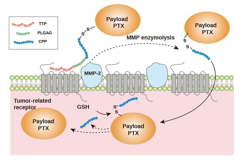 PDC of Targeted Peptide (TTP) - Linked Peptide - Penetrating Peptide - Toxin Molecules PDC of Targeted Peptide (TTP) - Linked Peptide - Penetrating Peptide - Toxin Molecules