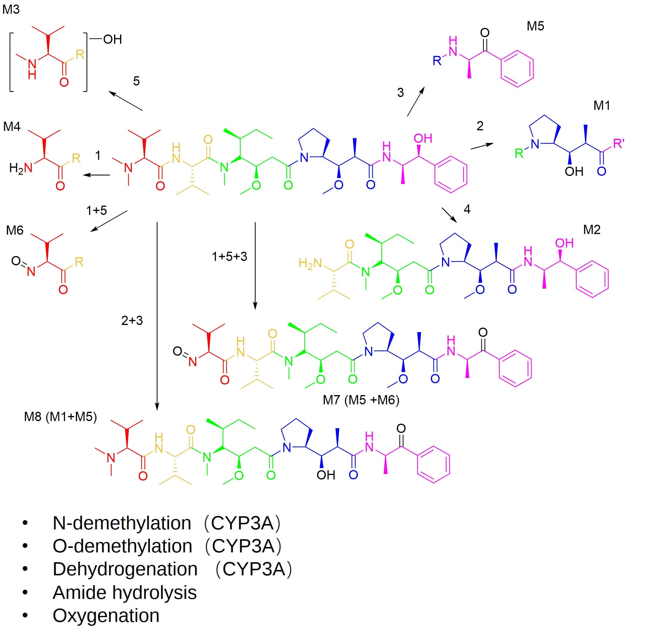 Metabolites and metabolic pathways of MMAE in humans Metabolites and metabolic pathways of MMAE in humans