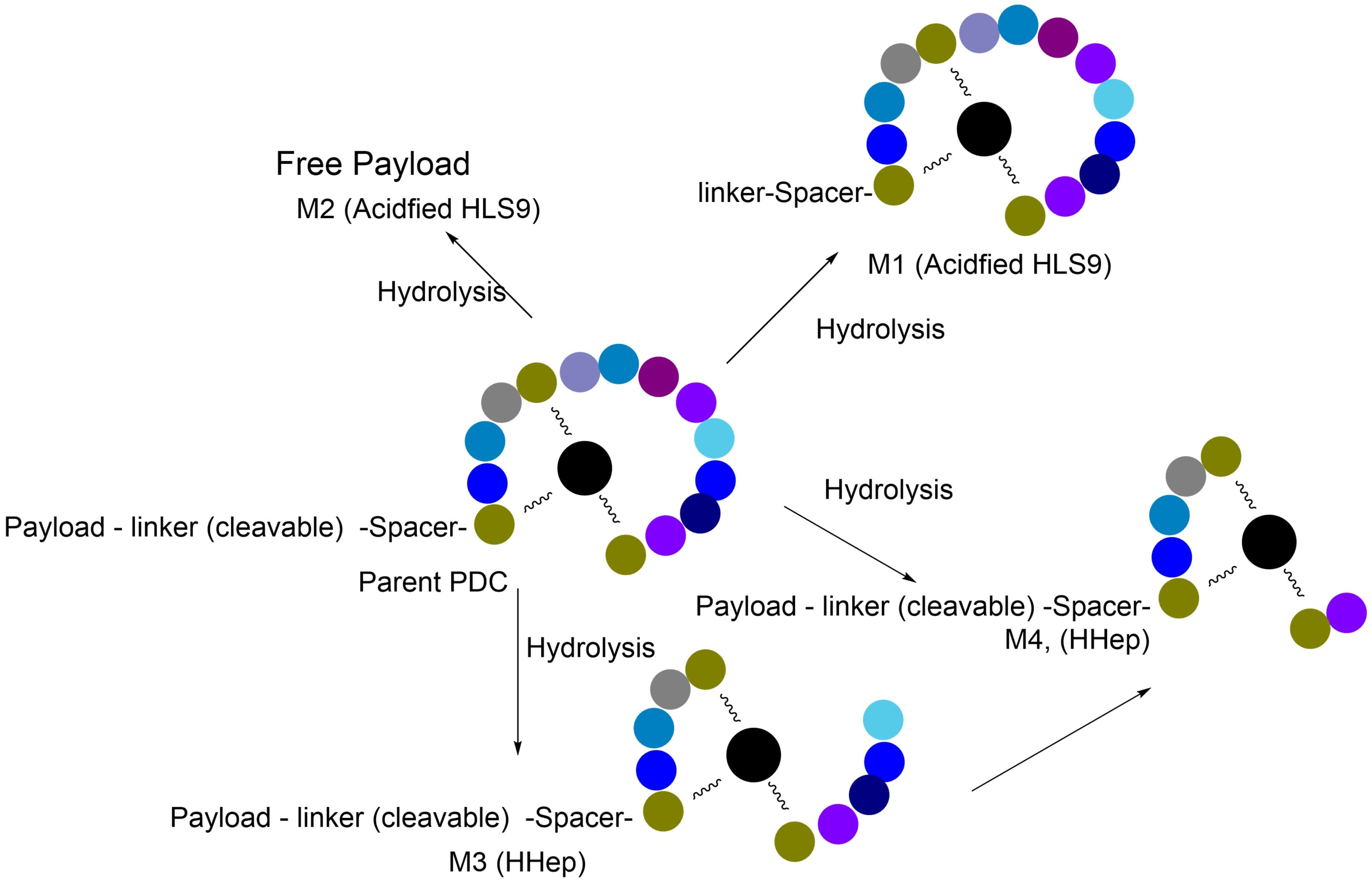 Difference in metabolic pathways of a PDC after incubation with acidified S9 and hepatocytes Difference in metabolic pathways of a PDC after incubation with acidified S9 and hepatocytes