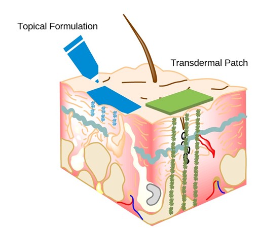 Schematic representation of drug permeation for topical drug delivery and transdermal drug delivery products