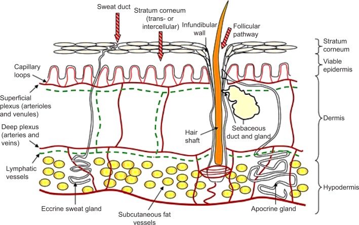 Structure of the skin