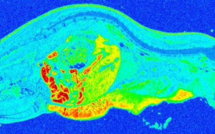 Quantitative Whole-body Autoradiography (QWBA) vs. Mass Balance Studies