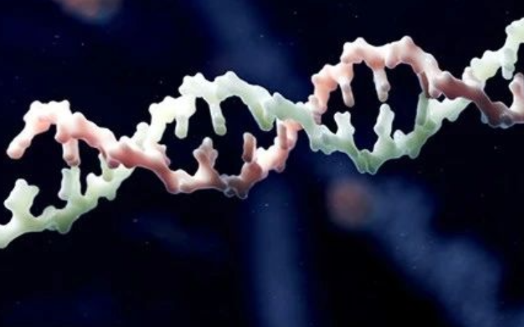 The Application of Ligand Binding Assay (LBA) in DMPK Quantitative Analysis of Oligonucleotides