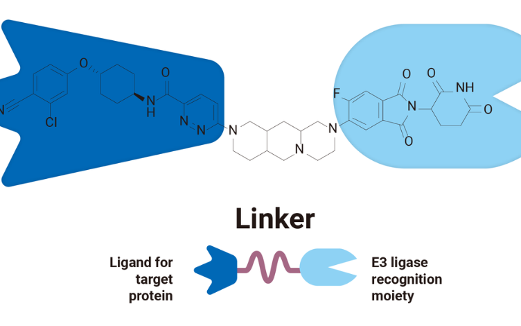 An Overview of PROTAC Technology and DMPK Research Strategy
